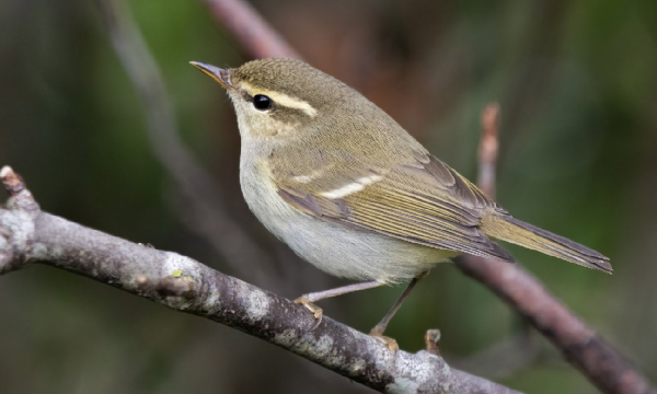 Yorkshire Rare Bird Database