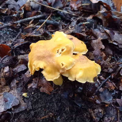 Fungi & Lichens