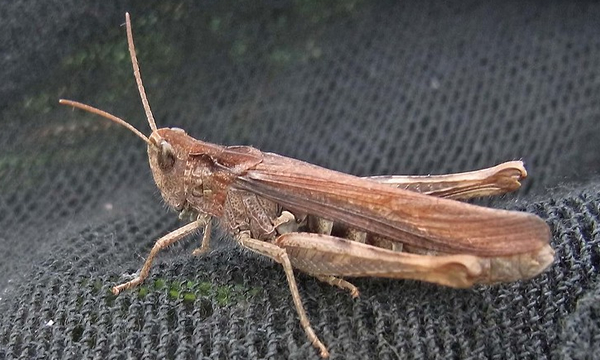 Grasshoppers and Crickets