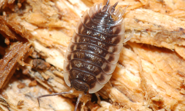 Woodlice, Millipedes and Centipedes