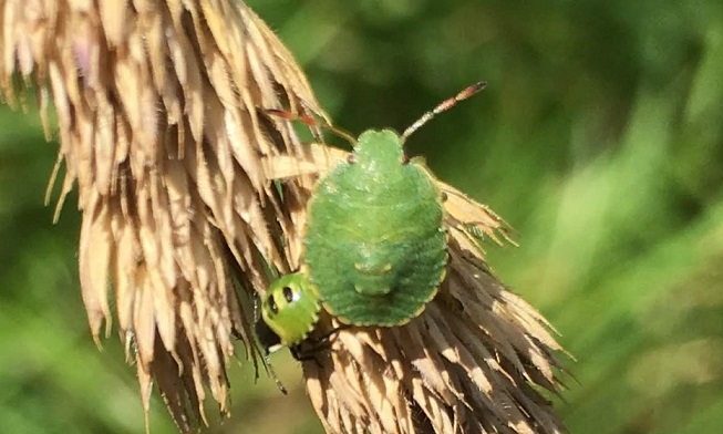 Hemiptera & Neuroptera