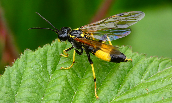 Sawflies 