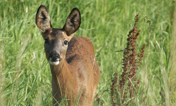 Mammal Links and Downloads
