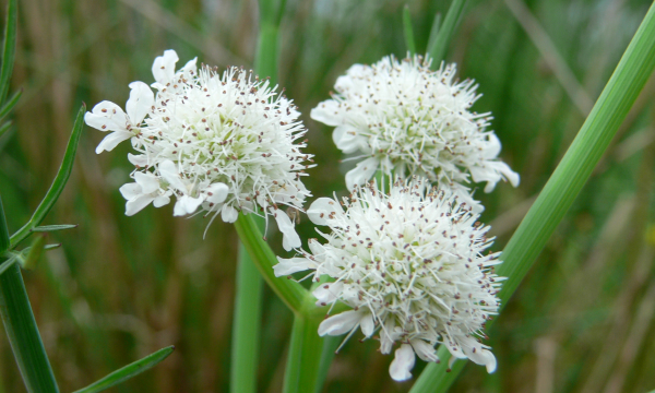Plant Links and Downloads
